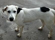 TORO, Hund, Mischlingshund in Italien - Bild 31