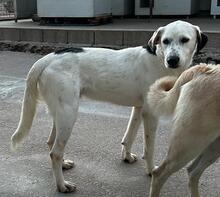 TORO, Hund, Mischlingshund in Italien - Bild 32