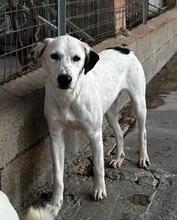 TORO, Hund, Mischlingshund in Italien - Bild 33