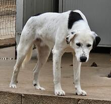 TORO, Hund, Mischlingshund in Italien - Bild 34
