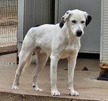 TORO, Hund, Mischlingshund in Italien - Bild 38