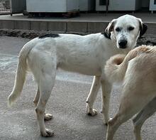 TORO, Hund, Mischlingshund in Italien - Bild 39