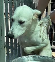 TORO, Hund, Mischlingshund in Italien - Bild 7