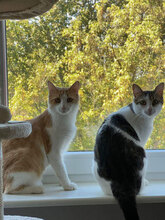 CASPER, Katze, Hauskatze in Köln - Bild 4