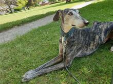 ROMEO, Hund, Galgo Español in Bornhöved