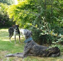 ROMEO, Hund, Galgo Español in Bornhöved - Bild 2