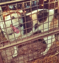 CIOTY, Hund, Mischlingshund in Rumänien - Bild 3