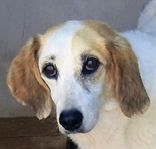 SECONDO, Hund, Mischlingshund in Italien - Bild 1