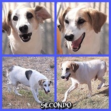 SECONDO, Hund, Mischlingshund in Italien - Bild 14