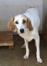 SECONDO, Hund, Mischlingshund in Italien - Bild 3