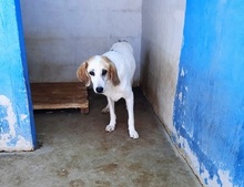 SECONDO, Hund, Mischlingshund in Italien - Bild 5