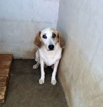 SECONDO, Hund, Mischlingshund in Italien - Bild 6