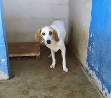 SECONDO, Hund, Mischlingshund in Italien - Bild 7