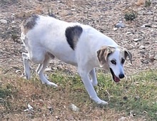 SECONDO, Hund, Mischlingshund in Italien - Bild 9