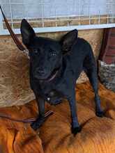 BLIKK, Hund, Mischlingshund in Essen - Bild 4