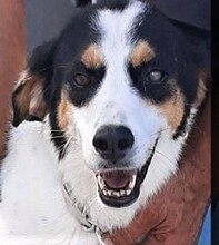 NUCHIS, Hund, Mischlingshund in Italien - Bild 8