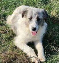 HILDE, Hund, Mischlingshund in Rumänien - Bild 1