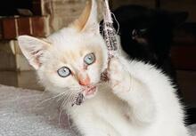 PANDORA, Katze, Hauskatze in Griechenland