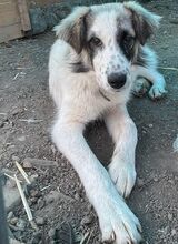 LUDWIG, Hund, Mischlingshund in Rumänien - Bild 3