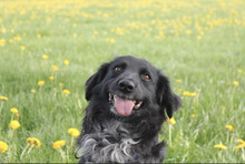 BOGLARKA, Hund, Mischlingshund in Leutkirch - Bild 1