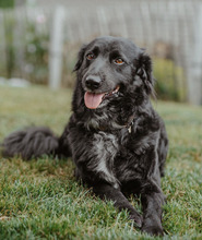 BOGLARKA, Hund, Mischlingshund in Leutkirch - Bild 2