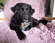 BOGLARKA, Hund, Mischlingshund in Leutkirch - Bild 4