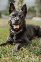 RENDI, Hund, Mischlingshund in Leutkirch - Bild 1