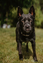 RENDI, Hund, Mischlingshund in Leutkirch - Bild 3