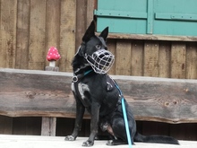 RENDI, Hund, Mischlingshund in Leutkirch - Bild 6