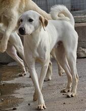 JACK, Hund, Mischlingshund in Italien - Bild 33