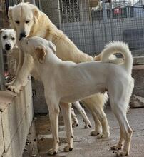 JACK, Hund, Mischlingshund in Italien - Bild 34