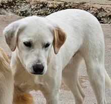 JACK, Hund, Mischlingshund in Italien - Bild 36