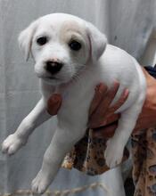 SABRINA, Hund, Mischlingshund in Italien - Bild 10