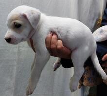 SABRINA, Hund, Mischlingshund in Italien - Bild 11