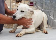 SABRINA, Hund, Mischlingshund in Italien - Bild 16