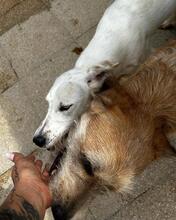 SABRINA, Hund, Mischlingshund in Italien - Bild 4