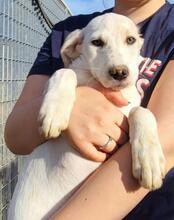 SABRINA, Hund, Mischlingshund in Italien - Bild 7