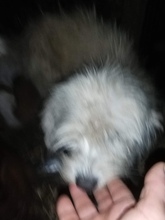 SANDY, Hund, Mischlingshund in Rumänien - Bild 5