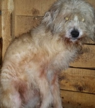 SANDY, Hund, Mischlingshund in Rumänien - Bild 7