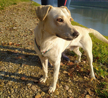CHARLIE, Hund, Mischlingshund in Kroatien - Bild 12