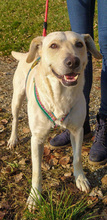 CHARLIE, Hund, Mischlingshund in Kroatien - Bild 13