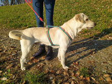 CHARLIE, Hund, Mischlingshund in Kroatien - Bild 15