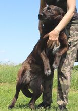 PENNY, Hund, Deutscher Schäferhund-Labrador-Mix in Ungarn - Bild 2