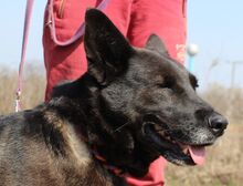 PENNY, Hund, Deutscher Schäferhund-Labrador-Mix in Ungarn - Bild 5