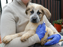 ARICO, Hund, Mischlingshund in Rumänien - Bild 1