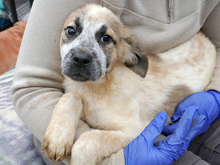 ARICO, Hund, Mischlingshund in Rumänien - Bild 6