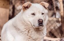 SAHARA, Hund, Chow Chow-Mix in Bulgarien - Bild 4