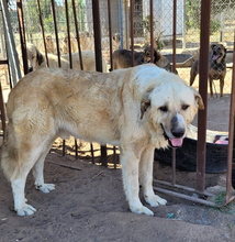 CAPITAN, Hund, Mastin Español in Spanien - Bild 3