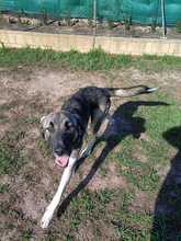 LEO, Hund, Mischlingshund in Spanien - Bild 1