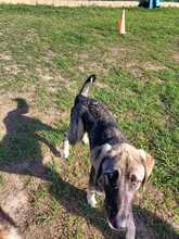 LEO, Hund, Mischlingshund in Spanien - Bild 4